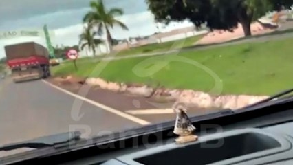 Susto na estrada: picada de abelha faz motorista perder controle de caminhão e bater em veículos no Paraná