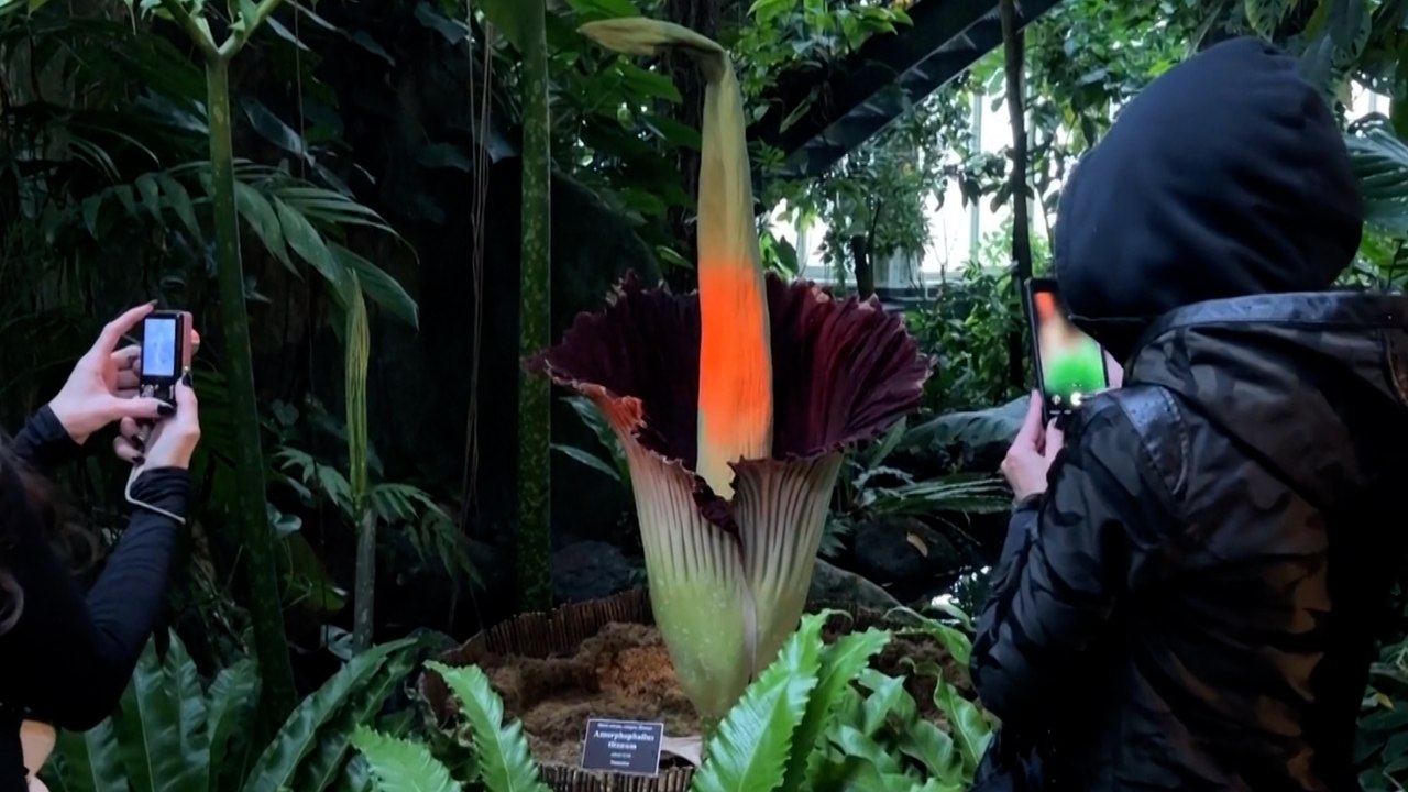 Una "flor cadáver" abre sus gigantescos pétales en Nueva York y acuden a oler su hedor a podrido
