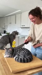 🤣 She Cuts a Cat Cake 🍰 — and the Real Cat Totally Freaks Out! 😹  “Calma, é só bolo!” 🎬