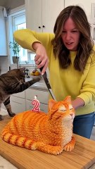 🤣She Cuts a Cat Cake 🍰— and the Real Cat Freaks Out!  ‘Calma, é só bolo!😹   Real Cat Freaks Out! 🎬