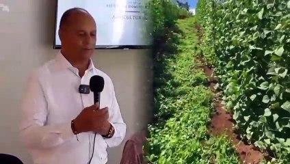 Todo listo en San Juan para inicio de siembras de habichuelas, Ministerio de Agricultura fija precios a las semillas