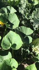 Which pumpkin makes the best pumpkin dessert? Chestnut pumpkin