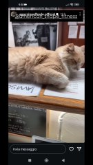 agozzinoalfredo story con i suoi gatti e cani