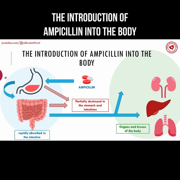The introduction of ampicillin into the body