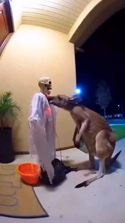 Halloween in australia