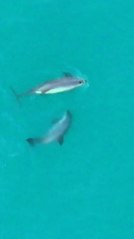 Nuevos avistamientos de vaquitas marinas