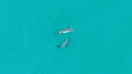 Nuevos avistamientos de vaquitas marinas