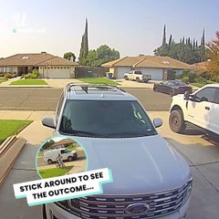 They chased the thief across town... 👏