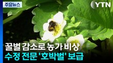 "꿀벌이 없다"...농협, 수정 전문 '호박벌' 보급 본격화 / YTN