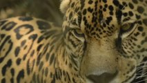 Censo nacional de jaguares avanza al 38% del país y prepara su segunda fase para 2026