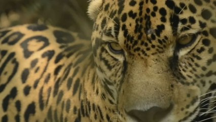 Censo nacional de jaguares avanza al 38% del país y prepara su segunda fase para 2026