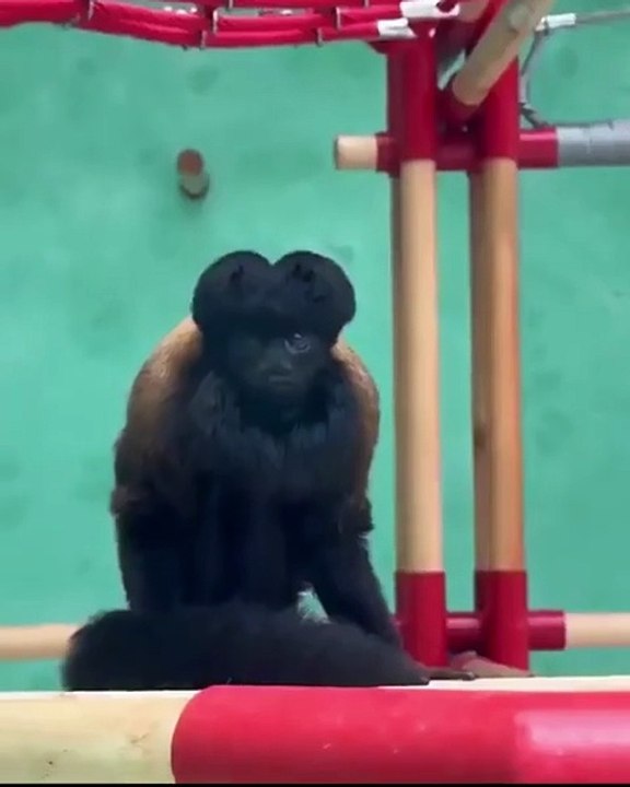 Rare black bearded saki monkey, one of 2,500 left in the wild 🔥 #rare #wildlife #species #monkey