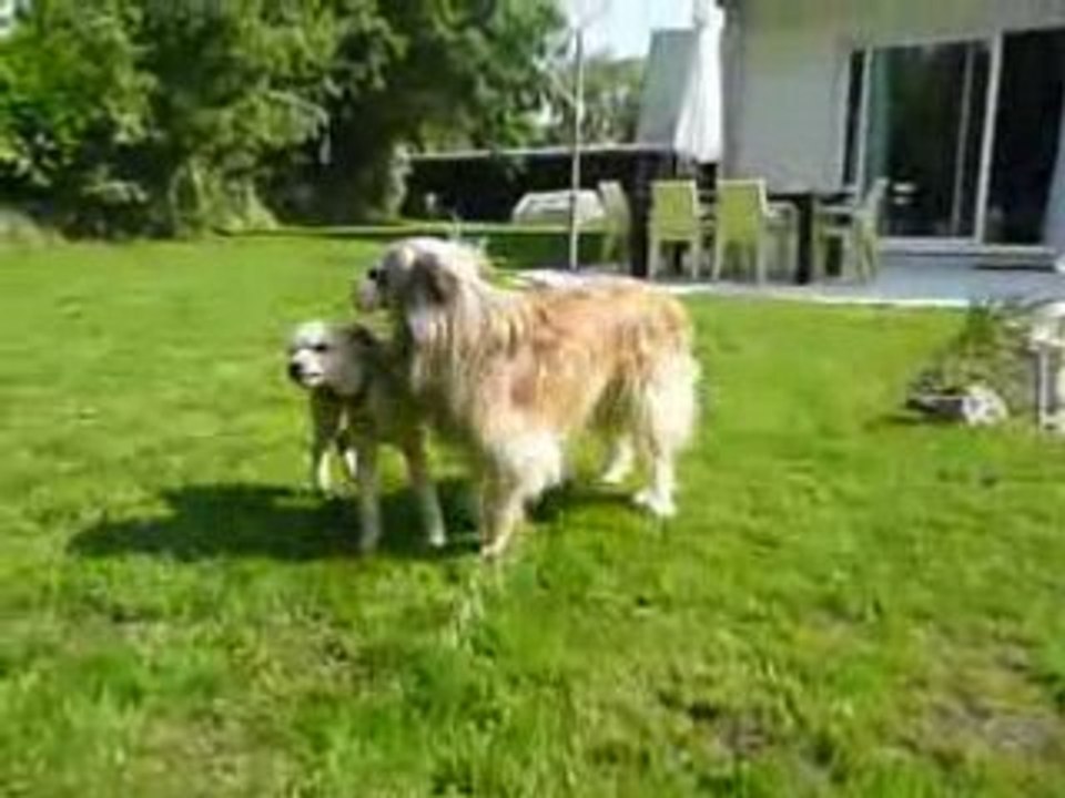 Balaïtous, Berger des Pyrénées + caniche