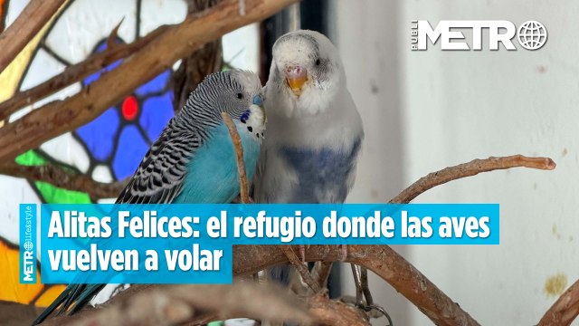 Alitas Felices: el refugio donde las aves vuelven a volar