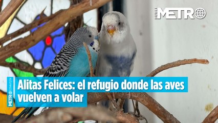 Alitas Felices: el refugio donde las aves vuelven a volar