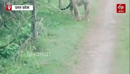 बहराइच में शिकार छोड़कर बाघ कार के पीछे दौड़ा; वन विभाग ने शुरू की कांबिंग, सतर्क रहने की सलाह