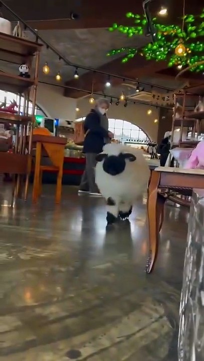 The unique appearance of Valais Blacknose sheep.
