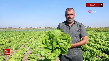 Hatay Amik Ovası’nda marul hasadı başladı
