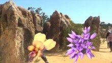 Wildflowers in WA 2025 Part 9-9 The Pinnacles, Nambung National Park, Port Denison, Geraldton to Perth, WA  Australia 19 Sep 25