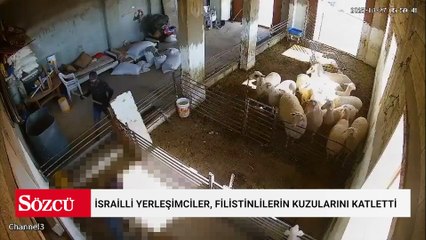 İsrailli yerleşimciler, Filistinlilerin kuzularını sopalar ve taşlarla katletti