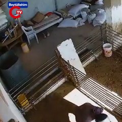 Yahudi yerleşimciler, Filistinlilerin hayvanlarına saldırdı!