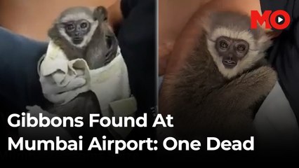 Smuggled in a suitcase: The dark truth behind Gibbon trafficking