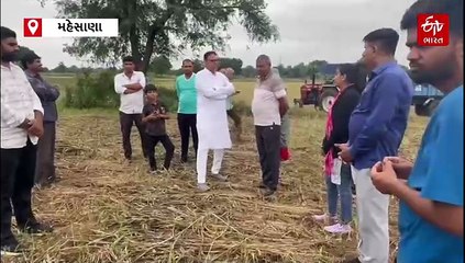 મહેસાણામાં માવઠાથી ખેડૂતોના પાકને નુકશાન, ધારાસભ્યએ નિરીક્ષણ કરી CMને લેખિત રજૂઆત કરી