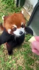 Today I learned that the red panda is so unique, it has no close relatives. It's the only living species in its genus AND family.