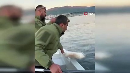 Gemlik Körfezi’nde balıkçıların oltasına köpek balığı takıldı