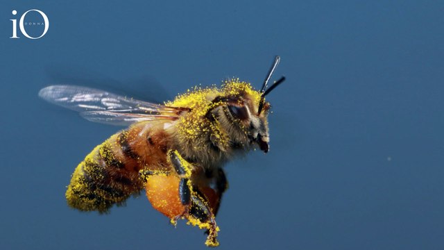 I diritti delle api dell'Amazzonia, una legge per tutelare gli insetti custodi dell'ambiente