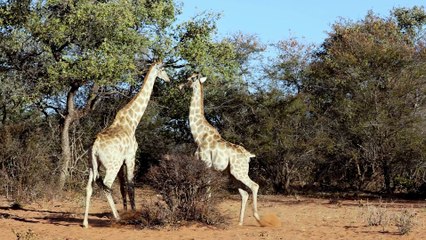Male giraffe couple necking in wilderness of africa animals in natural habitat
