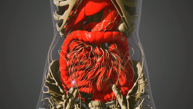 Gut Health: The girls of ‘The Gut Stuff’ tell us how your digestive system can impact mental health