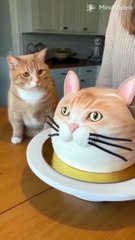 Cat reaction on the cat cake cut