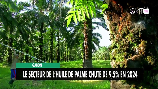 [#Reportage] Gabon le secteur d’huile de palme en recul de 9,5% en 2024