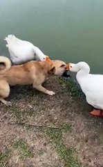 Puppy Dog Dragged In Water For Bath - FunkyPets4u