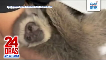 2 endangered na silvery gibbon, ipinuslit sa flight | 24 Oras Weekend