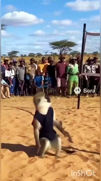 AI Generated Volleyball: Goats, Dogs, Bears & More Play an Epic Match! (Sora Video)