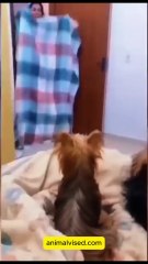 Funny Animals Video 😂🐶🐱 | Funniest Animal Moments 2025 Compilation 🐾🔥