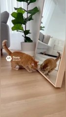 Animals Meet Their Mirror Reflection for the First Time (Hilarious Reactions!)