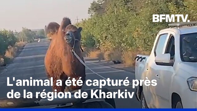 Guerre en Ukraine: un chameau, utilisé par les Russes, capturé par les forces ukrainiennes