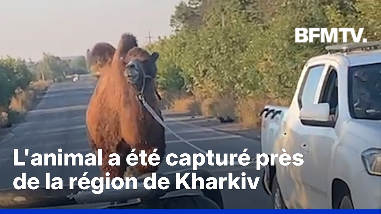 Guerre en Ukraine: un chameau, utilisé par les Russes, capturé par les forces ukrainiennes
