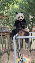 Chinese national treasure - the Giant Panda 25