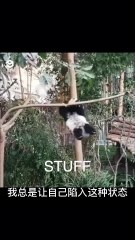 Chinese national treasure - the Giant Panda 24