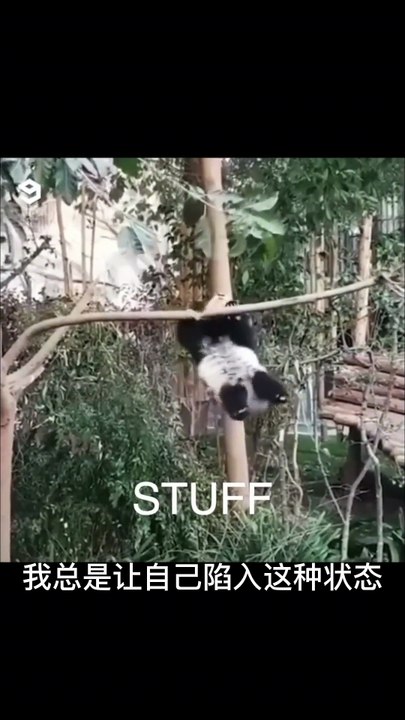 Chinese national treasure - the Giant Panda 24