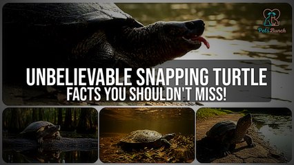 Mind-Blowing Facts About Snapping Turtles You Never Knew!
