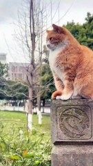 😹 Funny Cat Compilation 2025 – Non Stop Laughter Guaranteed  16
