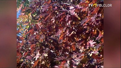 Stefan Cigu - Instrumental vioara 4 (Hora satului - arhiva TVR)