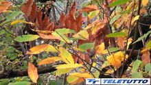 Video News - I colori dell'autunno