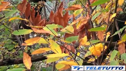 Video News - I colori dell'autunno