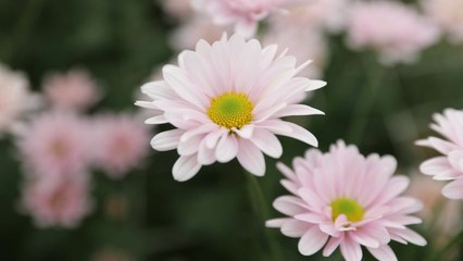 [녹색] 농진청, '국산 국화 신품종·육성 평가회' 개최 / YTN